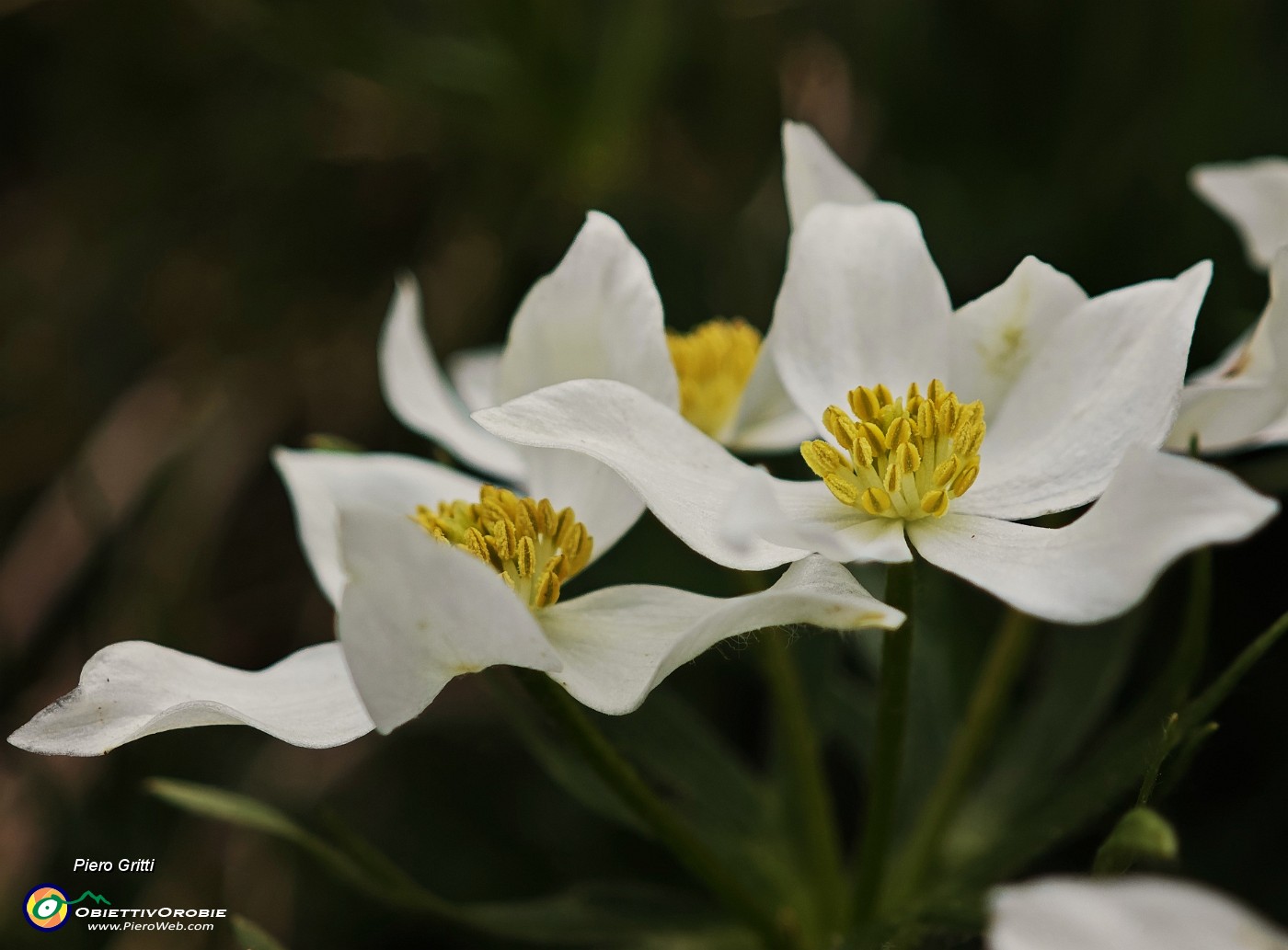 43 Anemonastrum narcissiflorum (Anemone narcisssino).jpg